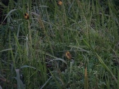 Ploceus pelzelni monacha