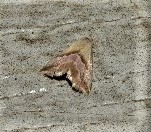 Eublemma roseana