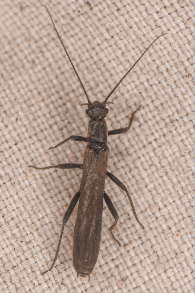 Summit Needlefly