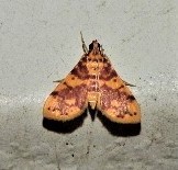 Conogethes haemactalis