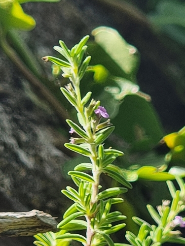 Image of Micromeria maderensis by (c) Vítor Jorge, some rights reserved (CC BY)