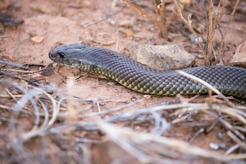 Mulga Snake sighting