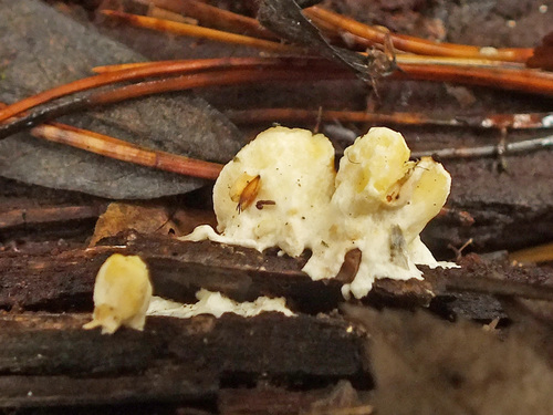 Flaviporus citrinellus image