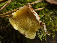 Flaviporus citrinellus image