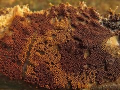 Trichia varia