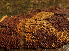 Trichia varia