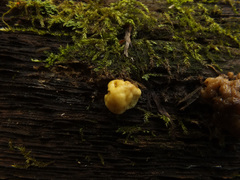 Nodulisporium cecidiogenes