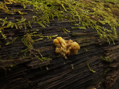 Nodulisporium cecidiogenes