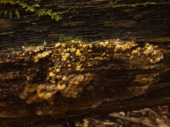 Nodulisporium cecidiogenes