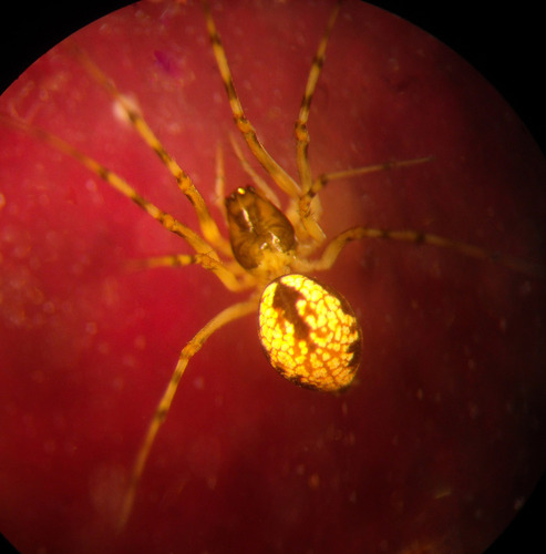 Poeciloneta canionis