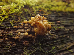 Nodulisporium cecidiogenes