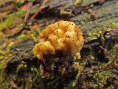 Nodulisporium cecidiogenes