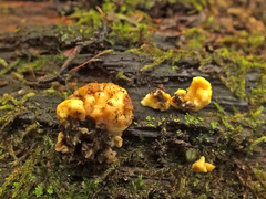 Nodulisporium cecidiogenes