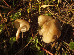 Cuphophyllus cereopallidus