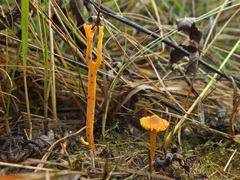Hygrocybe mucronella