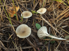 Cuphophyllus cereopallidus