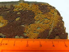 Trichia varia
