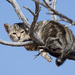 Domestic Cat - Photo (c) chris_barnesoz, some rights reserved (CC BY-NC)