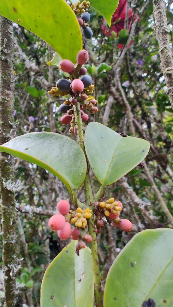 Peristethium archeri (Peristethium archeri)