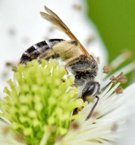 Nason's Mining Bee photo 6