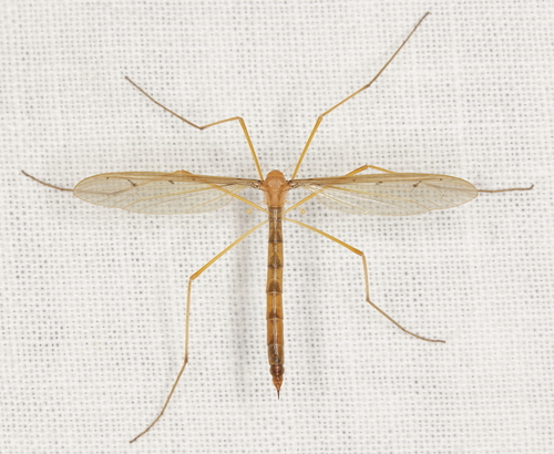 Subgenus Tricyphona · iNaturalist