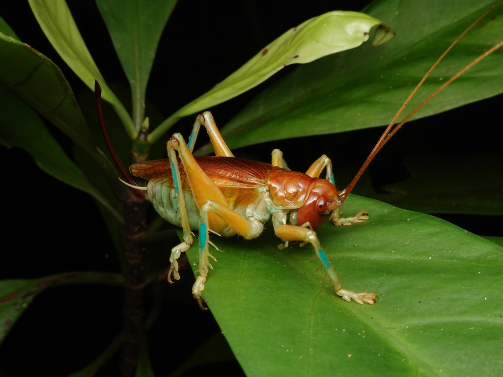 Radigryllacris rotundimacula