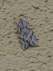 Egira crucialis