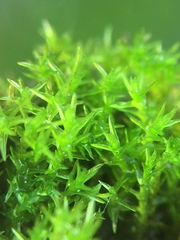Vinealobryum nicholsonii