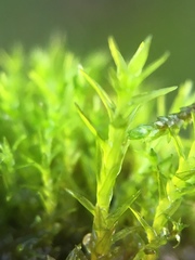 Vinealobryum nicholsonii