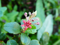 Ribes viburnifolium