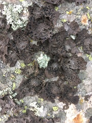 Umbilicaria hyperborea