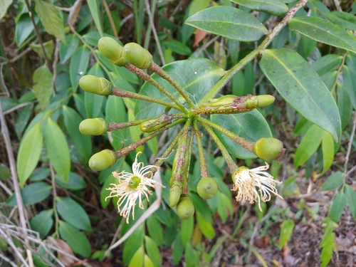 Bejuco de lira (Marcgravia rectiflora)