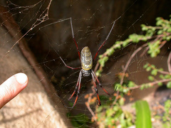 Trichonephila inaurata madagascariensis