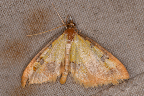 Choristostigma zephyralis photo 5