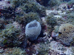 Callyspongia plicifera