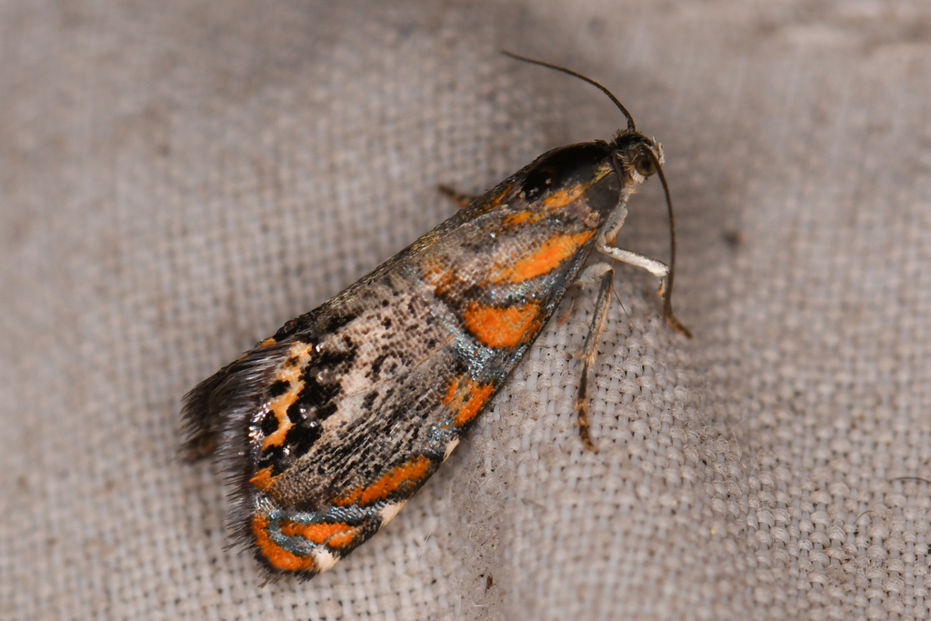 Psychedelic Regal Moth