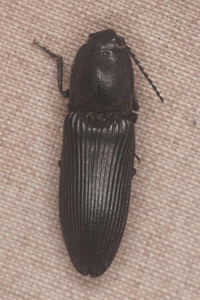 Hemicrepidius obscurus