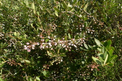 Berberis glaucocarpa