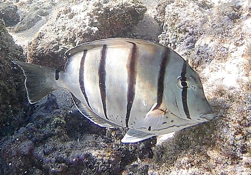 Hawaiian Convict Surgeonfish