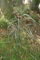 Pseudopanax crassifolius × lessonii