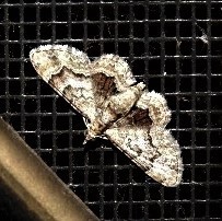 Gymnoscelis lophopus