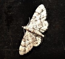 Gymnoscelis lophopus