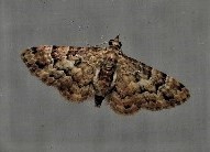 Gymnoscelis lophopus