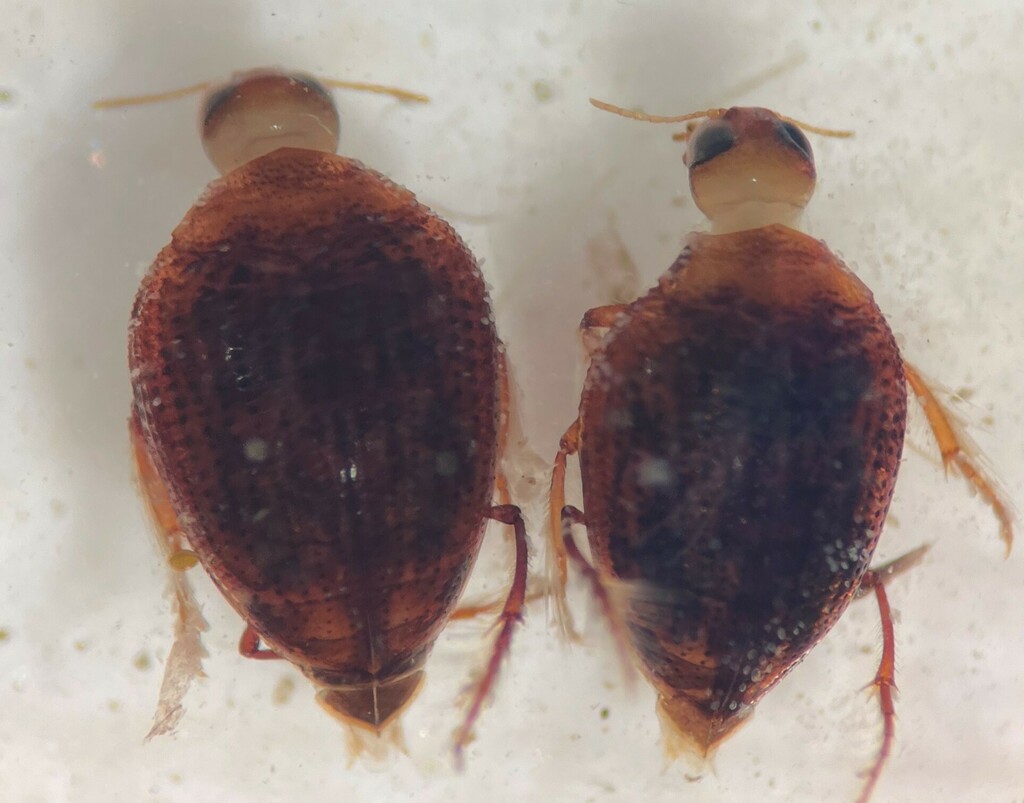 Haliplus tumidus