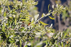Nahuatlea hypoleuca