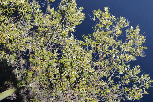 Image of Nahuatlea hypoleuca by (c) José Belem Hernández Díaz, some rights reserved (CC BY)