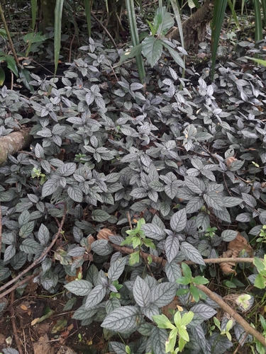 Image of Strobilanthes alternata by (c) naturewatchwidow, some rights reserved (CC BY)