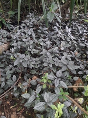 Strobilanthes alternata, photograph (c) naturewatchwidow, some rights reserved (CC BY)