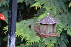 Haemorhous purpureus californicus