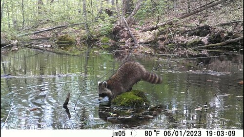 Common Raccoon photographed in New Hampshire